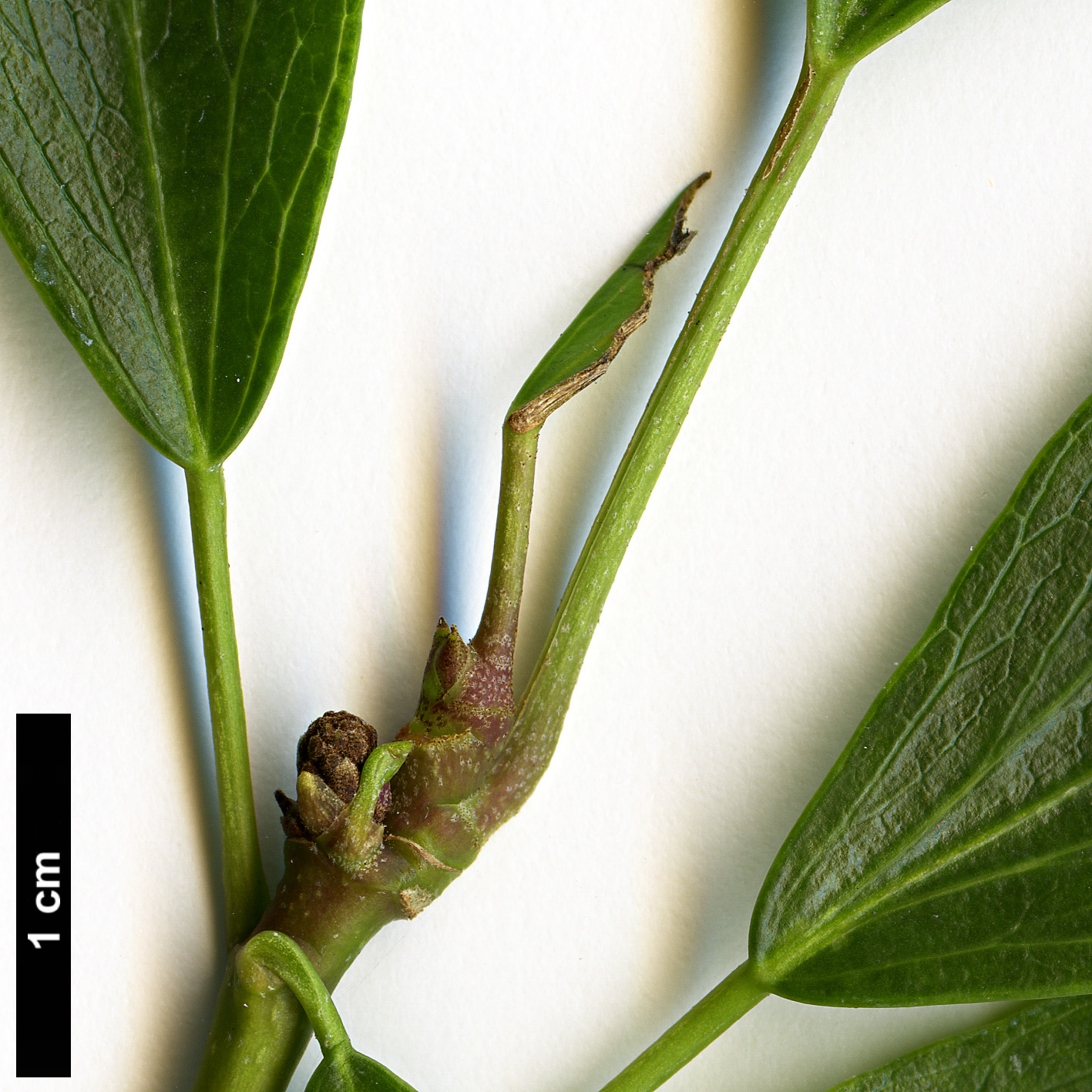 High resolution image: Family: Araliaceae - Genus: Hedera - Taxon: nepalensis - SpeciesSub: var. nepalensis